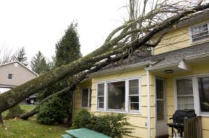 Trees fallen on house roof